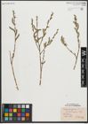 Foto von Salix purpurea L.